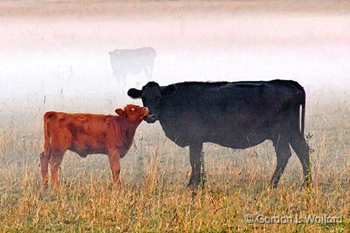 Morning Nuzzle_26320.jpg - Photographed near Smiths Falls, Ontario, Canada.